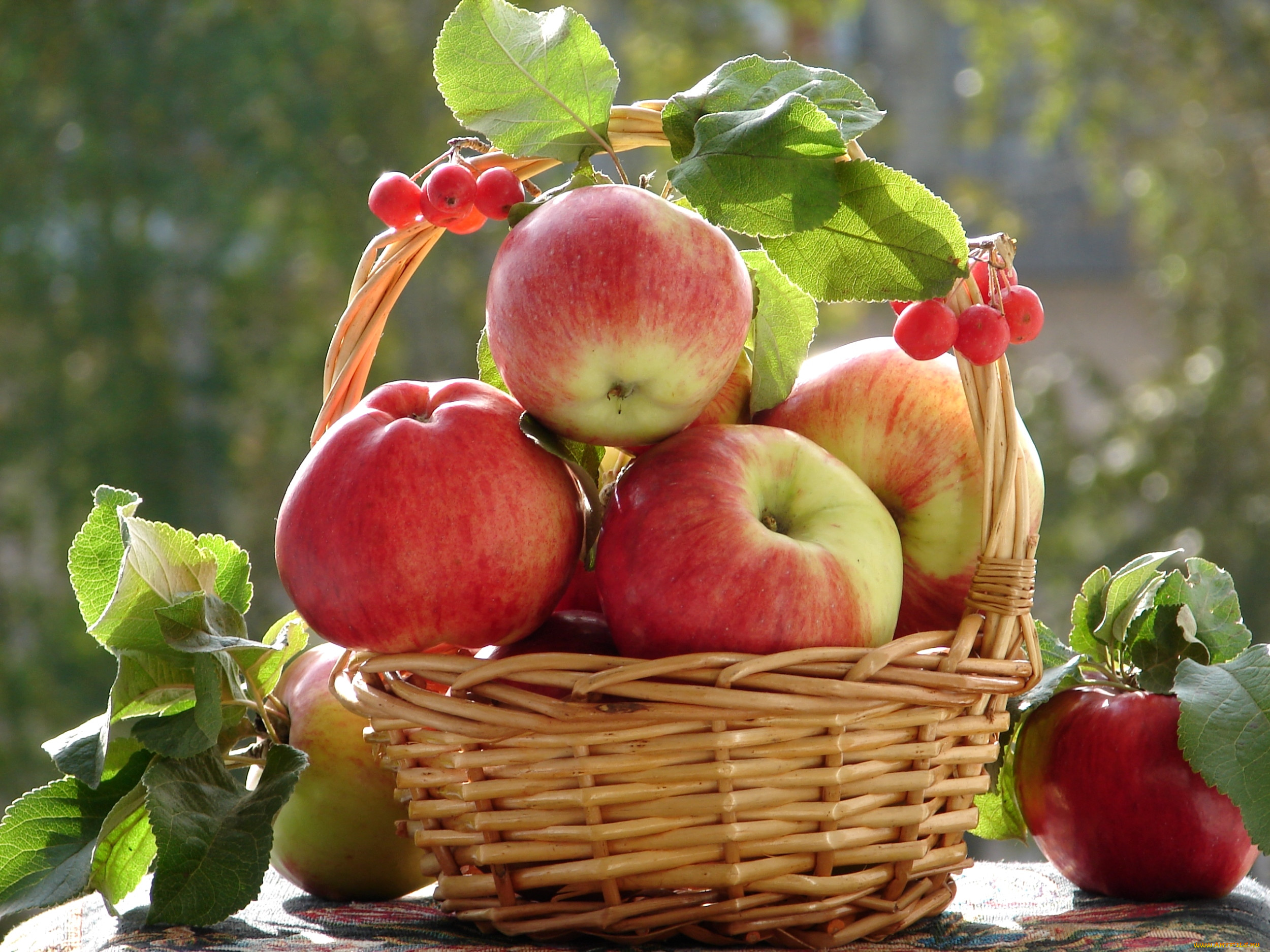 Яблоки яблочный спас. Яблоки. Спелые яблоки. Яблоки в саду. Натюрморт.